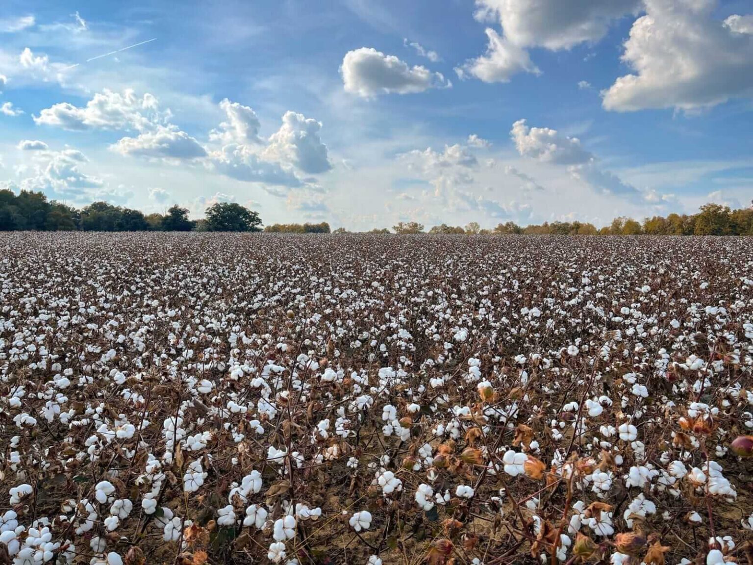 Cotton Bouncing Early on Friday Cotton Bouncing Early on Friday