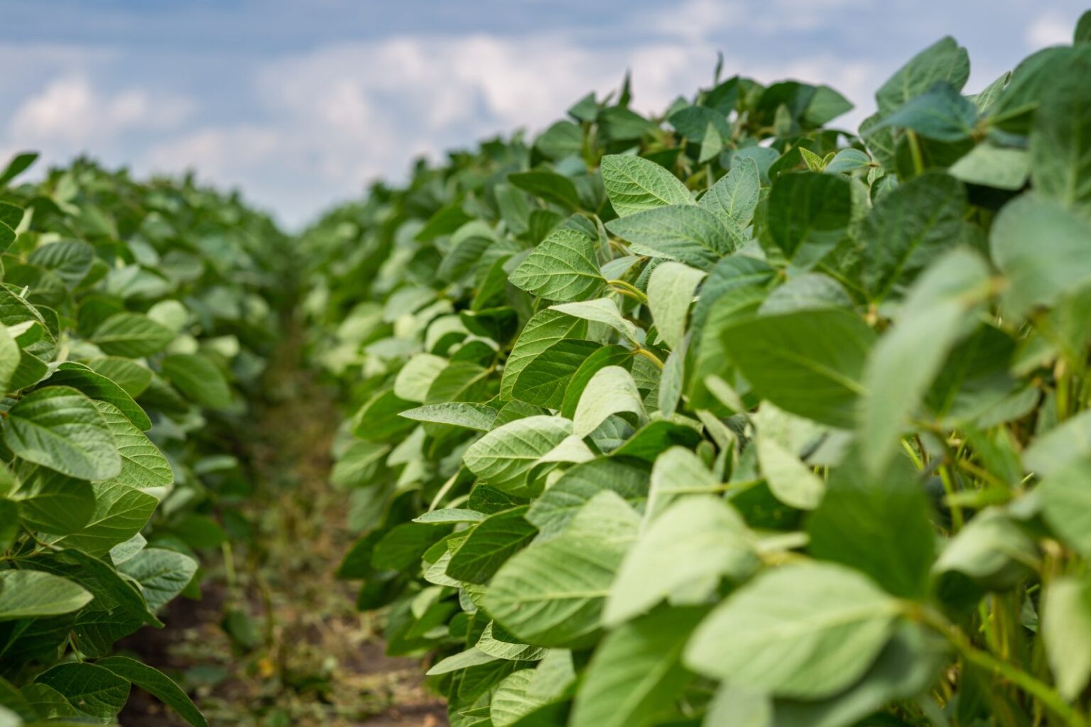 Soybeans Starting Thursday with Gains
