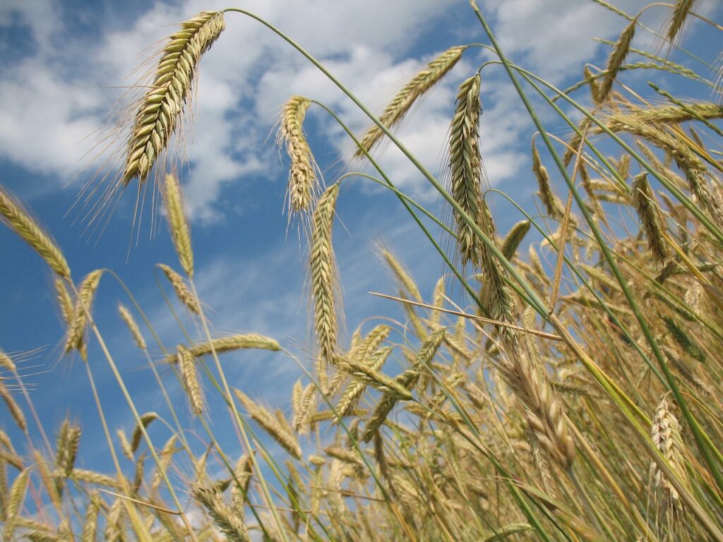 Wheat Pares Back Losses into Wednesday’s Close