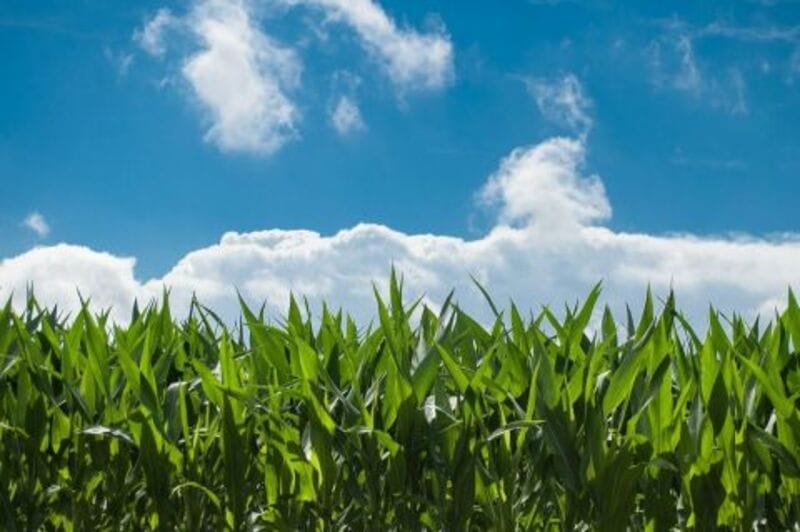 Corn Heading into the Long Weekend with Losses Corn Heading into the Long Weekend with Losses