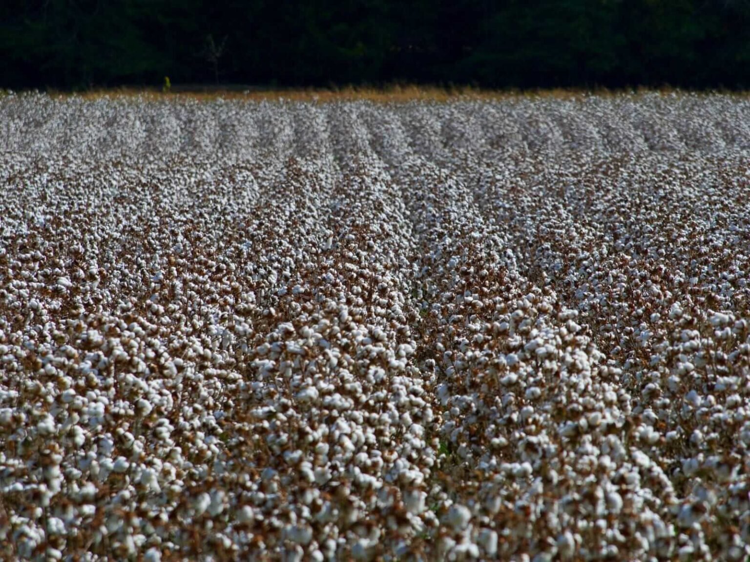 Cotton Slides Lower on Friday Cotton Slides Lower on Friday